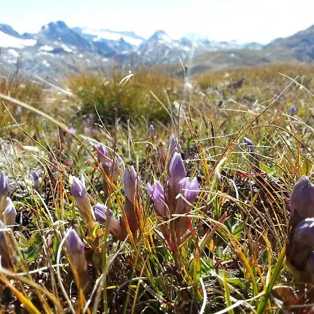 Apartment Alpenrose