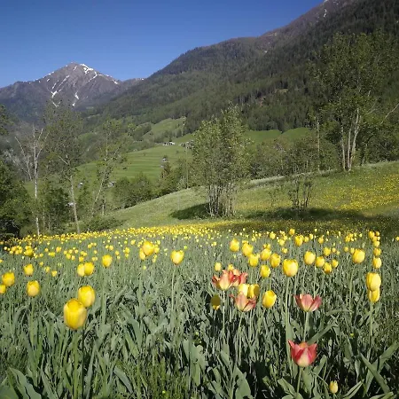 Alpenrose Grengiols
